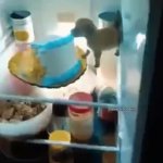 dog eating cake in the fridge GIF Template