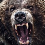 angry  bear