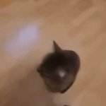 Cat humscare GIF Template