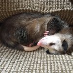 Sleepy Possum