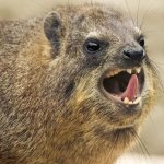 screaming hyrax