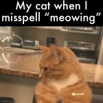 he’s mewing | My cat when I misspell “meowing” | image tagged in gifs,cats | made w/ Imgflip video-to-gif maker