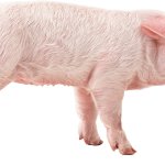 pig