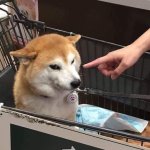 Horny shiba