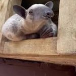 Tamandua Waits Patiently