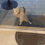 kitten dancing