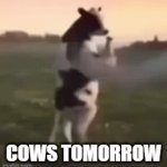 WAKE UP, IT'S THE FIRST OF THE MONTH, I BRUSH MY TEETH AND COUNT UP | COWS TOMORROW | image tagged in gifs,memes | made w/ Imgflip video-to-gif maker