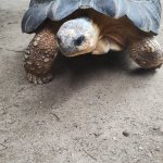 A tortoise