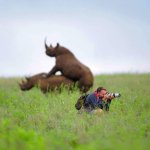 Photographer Greg Armfield misses the moment of rhinos mating in