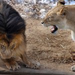 Lioness angry at lion