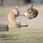 Rabbit fight