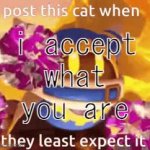 LGBTQ accepting cat meme