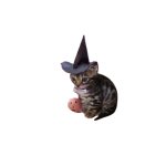 cat witch