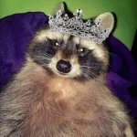 Princess raccoon template