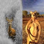 Kangaroo