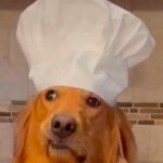 Dog chef