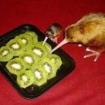 kiwi eats kiwi template