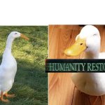 Ducks humanity restored