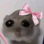 Cute hamster meme with a bow