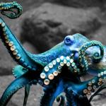 awesome octopus