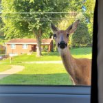 Doe in window