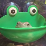 Frog in frog bowl