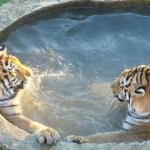 tigers chillin in hot tub