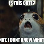 porg | IS THIS CUTE? IF NOT, I DONT KNOW WHAT IS | image tagged in star wars porg | made w/ Imgflip meme maker