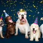 dogs birthday