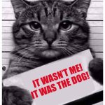 cat prison | IT WASN’T ME! IT WAS THE DOG! | image tagged in cat prison | made w/ Imgflip meme maker