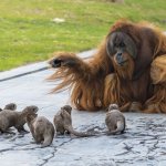 Wise Orangutan Teaching Otters