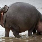 Hippo Sucking Ass