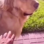 Dog backing away from hand meme