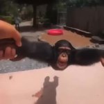 Monkey GIF Template