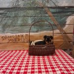 pup in a basket