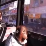 Monkey on bus with headphones