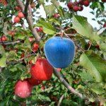 well i think we growing blue apples now