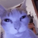 tired cat2 GIF Template