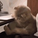 angry kitten GIF Template