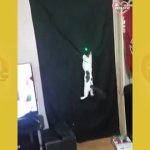 Legina Cat chases Laser Legion JPP GIF Template