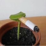 venus fly trap smoking