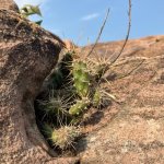 Apparently there are cactuses in South Dakota