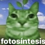 fotosíntesis
