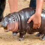 Baby Hippo Yoink