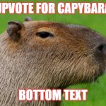 capybara | UPVOTE FOR CAPYBARA; BOTTOM TEXT | image tagged in anonymous capybara | made w/ Imgflip meme maker