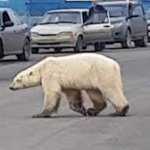 Polar bear walking on streets