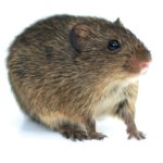 cotton rat (sigmodon hispidus)