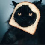 Bread Cat