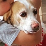 Worried dog