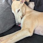 Derpy Sleep Greyhound